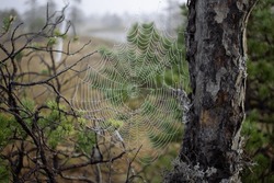 Close-up photo of a white web without spiders covered with small dewdrops hangs between the trunk and branches of the trees on a blurred green background