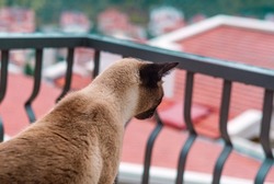 Siamese cat looking on the town red roofs from the balcony