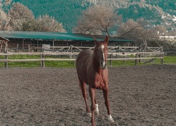 red brown chessnut horse running playing in paddock manege in open air free alone