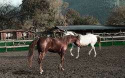 horses playing in paddock horsemanship, open air riding club, brown and white horses