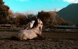 horse farm village view, two gray horses playing in paddock, sitting stallion, dapple gray coat, mountain countryside