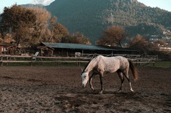 dapple gray horse free in manege or paddock running playing , village background, riding sport club environment