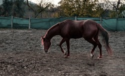 chestnut brown red horse free in manege on horse farm