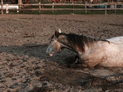 dapple horse lying on ground in paddock at country village riding farm