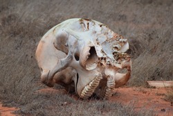 Skull (without lower jaw) of an elephant laying in the dry grass in Tsavo East National Park, Kenya, Africa.
