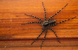 a huge hairy spider on a wooden floor, macro photo