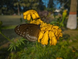 Beautiful butterfly perched elegantly atop vibrant marigold flower – a stunning nature moment captured perfectly for your use.