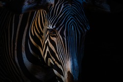 Close-up of a zebra with black background at sunset