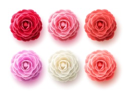 Camellia flowers vector set. Camellia and rose flower collection for spring with various colors for spring season isolated in white background. Vector illustration.