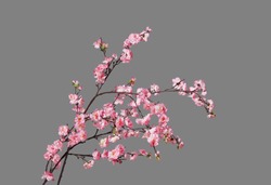 Fake peach blossom branch  to decorate for celebrating Lunar New Year. It's also called Tet holidays in Vietnam, isolated on gray background