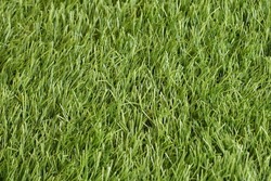 Deep green color artificial grass close up view