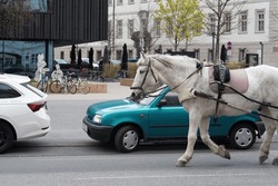 the old and the new, a nice white horse and a car behind it, horse in town
