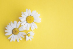 Marguerites on colorful background, with text space, template, design 