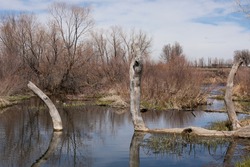 Trunk of tree sticking up out of flowing water.  Dead tree in blue water casting shadow and reflection on the water.  Natural scene of water and grasses.  Cache la Poudre River in Colorado.  