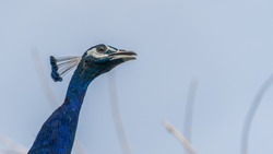 Portrait of a blue peacock	