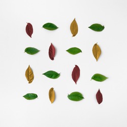 Square pattern made of colorful tree leaves isolated on white background. Minimal flat lay seasonal nature concept. 