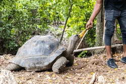 Giant old tortoise eating leaf from person's hand. Exotic reptile rare species living on Prison island in Zanzibar archipelago of Africa. 