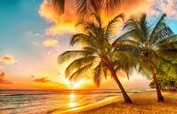 tropical palms on the beach