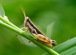 A locust perching on grass stem
