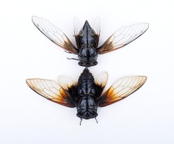 Cicada isolated on white background