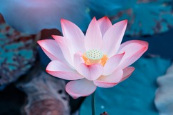 pink lotus flower plants in water 