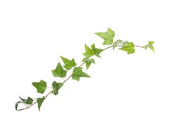 green ivy isolated on a white background.