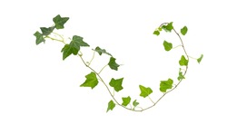 Branch of green ivy on a white background