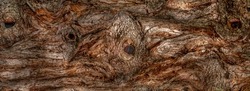 Panoramic closeup of the abstract rough bark of a sequoia tree with knotholes