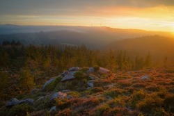 Golden sunset over pine forests and heather covered rocks in Xistral Mountain Range in Abadin Lugo Galicia