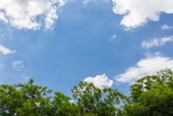 Green tree top line over blue sky and clouds background in summer