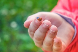 A child's hand in a red jacket holds a ladybug on its fingers. An insect with red wings and black dots. Soft selective selective focus.