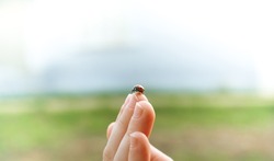 Ladybug with red wings and black spots, on children's fingers. Blurry background. The concept of nature and man.
