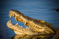 Nile crocodile (crocodylus niloticus) in Kruger National Park South Africa.