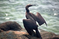 bering cormorant on sea stones