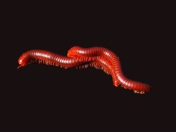 Millipedes are a group of arthropods that are characterised by having two pairs of jointed legs on most body segments, they are known scientifically as the class Diplopoda. Isolated black background
