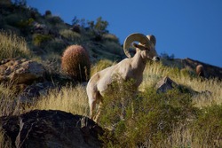 Bighorn sheep in Palm Springs California