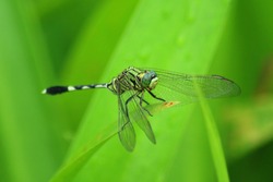    Green dragonfly at the tip of the leaf                            