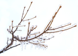 Frosted branches of a tree, covered with ice and icicles on white background