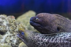 Moray Eel fish in aquarium closeup