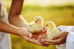 Two little yellow chickens. Children's hands hold chickens in their palms. Pedigree chickens. Poultry farm. Hatched from an egg