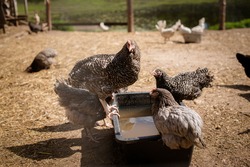 hens or chickens gathering together to drink fresh water from a bowl