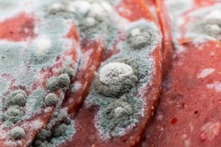 Pieces of sliced meat decaying with mold and fungus growth