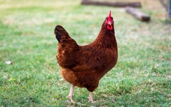 A rhode Island Red hen out in the field looking at the camera