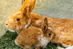 Two brown domestic rabbits sitting in the grass.Little rabbit with mum.Newborn animals and parents.Funny adorable baby rabbit asking for food.Cute young Easter bunny close up.Agricultural scenery 