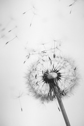 closeup of a fluffy dandelion on a white background. flying dandelion fluffs. summer flowers on a white background. macro flying dandelion fluffs