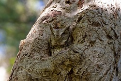 Eastern screech owl resting in a safe spot in a tree - camouflaged right into the bark!