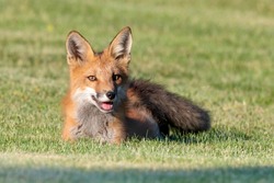 Red fox kit resting on grass - taking a quick breather during play with its siblings and then was right back in the chase