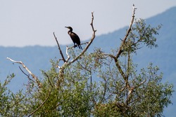 Kerkini, Grèce, 13 juillet 2021. Greece, Lake Kerkini, Great Cormaoran on a tree. The Great Cormorant or Common Cormorant, is a species of piscivorous aquatic bird.