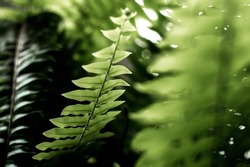 Fern leaves close-up.Abstract natural background.Urban jungle concept.Biophilic design.Selective focus with shallow depth of field.
