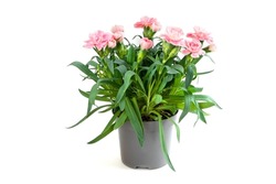 Pink carnation in a grey pot isolated on a white background. A pot with flowers.Gardening.